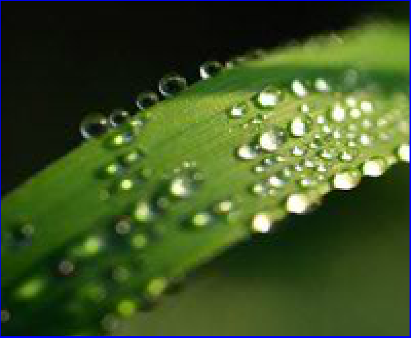 Illustration of dew