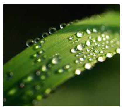 Illustration of dew