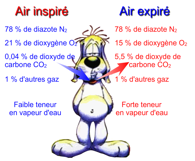 Diagram of respiration